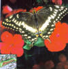 palamedes swallowtail butterfly