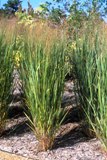 Florida native panic grass