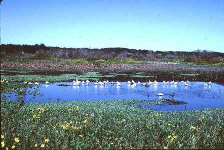 lake Wauberg in Paynes Prairie, Florida