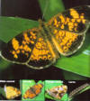 pearl crescent butterfly