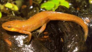 Peninsula newt, found only in the Florida Peninsula