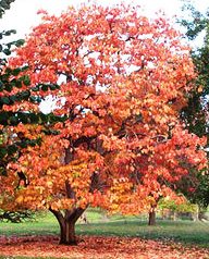American Persimmon Tree in the fall