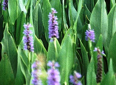 native Floridian pickerelweed