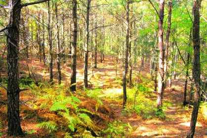 Florida Flatwoods or Pine Flatwoods