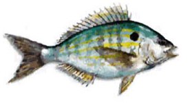 pinfish from the porgy family found in Florida salt water