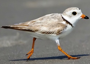 Piping Plover bird, threatened in the state of Florida