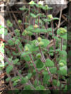 federally endangered deltoid spurge plant found in Florida nature