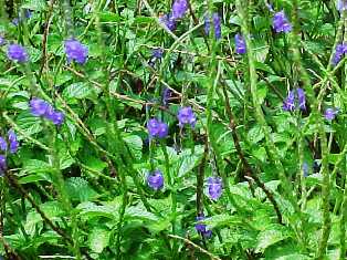 native Floridian butterfly attractor blue porterweed flower