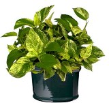 pothos plant a popular plant in Florida homes
