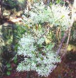 pygmy fringe tree, a rare fringe tree found only in central Florida