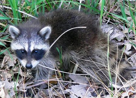 raccoon posing for the camera in Florida