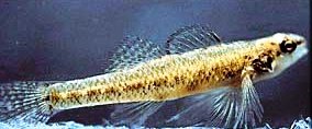 Okaloosa darter fish endangered in the state of Florida