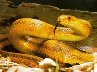 Florida rat snake