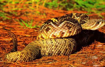 Eastern Diamondback Rattlesnake found throughout the state of Florida