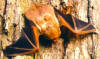 The eastern red bat is a common Florida solitary bat