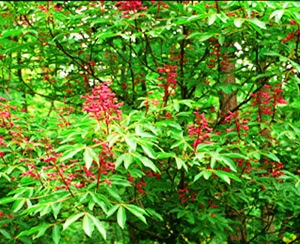red buckeye native to florida and attracts hummingbirds