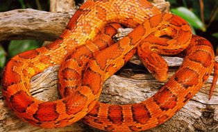 red rat snake (corn snake)