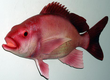 red snapper found in deep waters off the coast of Florida