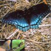 Red-Spotted Purple Butterfly in Florida