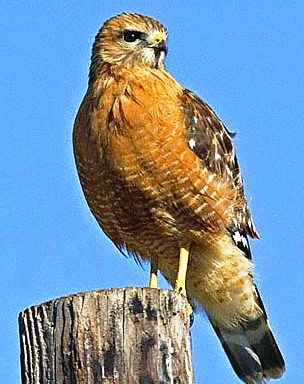 Florida red shouldered hawk