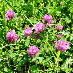 Though some in Florida consider clover a weed, butterflies are attracted to it's nectar