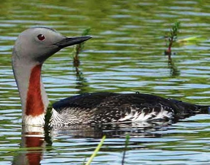 red throated loon wintering in Florida