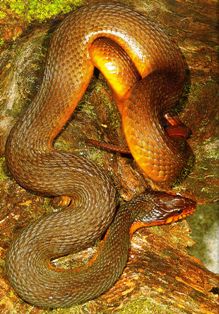 redbelly water snake