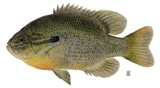 redbreast sunfish are found in the Suwannee, Sante Fe and Oklawaha rivers in Florida