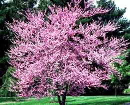 Redbud tree, a fragrant Florida tree