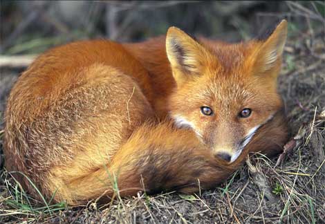 The red fox found through the state of Florida but mainly in the panhandle