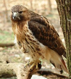 Florida red tailed hawk