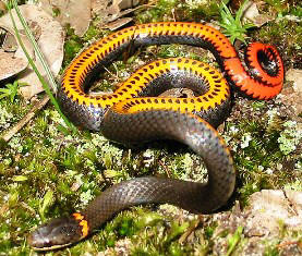 southern ringneck snake