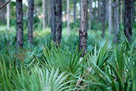 Florida pine rocklands ecosystem