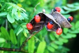 rosary pea, a poisoinous plant found in Florida