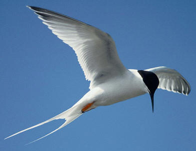 Roseate tern, a threatened bird in the state of Florida