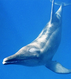 The rough-toothed dolphin is named for the 20-27 teeth with faint ridges located in both the upper and lower jaw.
