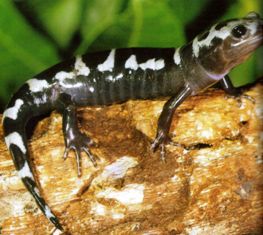 marbeled salamander