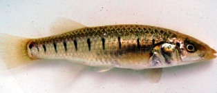 slatmarsh topminnow fish. This fish is a fish of special concern in the Sate of Florida