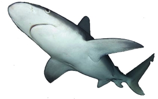 sandbar shark found off the coast of Florida