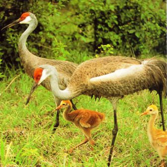 sandhill crane family