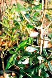 sand live oak found throughout the state of Florida