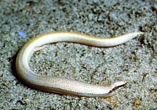 Florida sand skink