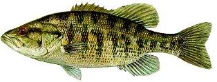 Suwannee Bass found in the river systems of Florida and Georgia and a fish of special concern in the state of Florida