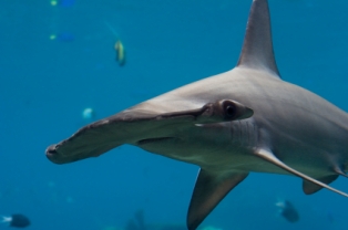 scalloped hammerhead shark found off the coast of Florida