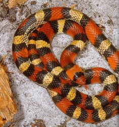 scarlet snake