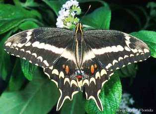 Schaus' swallowtail butterfly a rare and endangered butterfly in the state of Florida