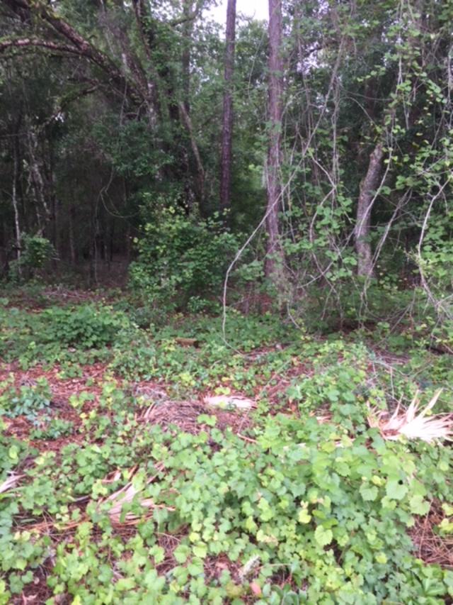 Florida scrub ecosystem