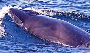 The sei whale, an endangered species in the state of Florida
