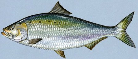 american shad a migrating fish in Florida waters