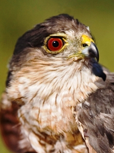 sharp shinned hawk in Florida